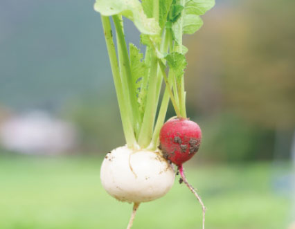 ふえのみち農園（兵庫県丹波市）で取れた野菜の画像
