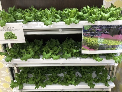 土を使わないで野菜を育てる 水耕栽培 とは 農業と食のコラム 名古屋農業園芸 食テクノロジー専門学校
