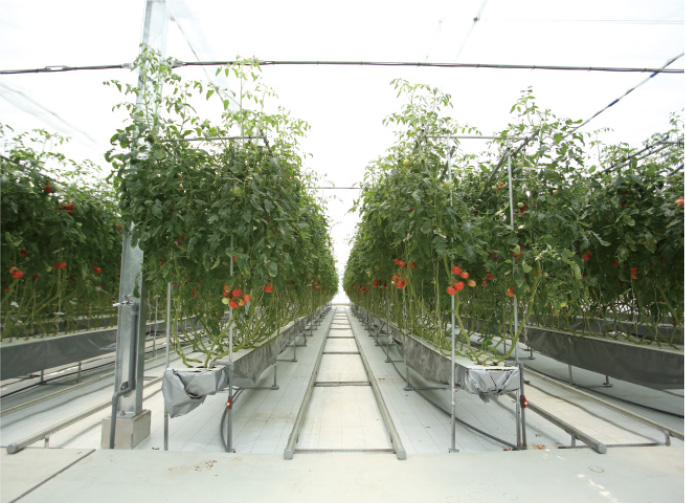 水耕栽培で育てられるトマト