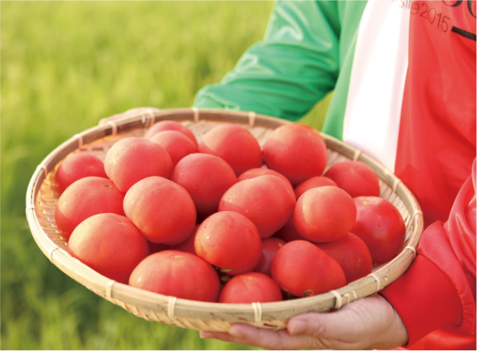 収穫されたトマトたち
