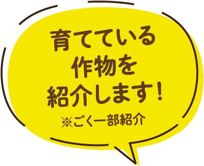 育てている作物を紹介します！※ごく一部紹介